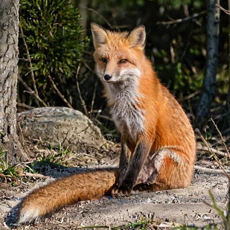 FoxXL版本V1 (ID: 899471)