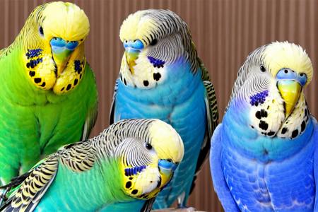 EdobBudgies