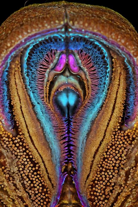 Laser Scanning Microscopy art style lora