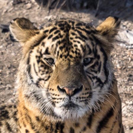 Animal Faces-HQ v2 (AFHQ) - Debias Estimation Loss Comparison Test
