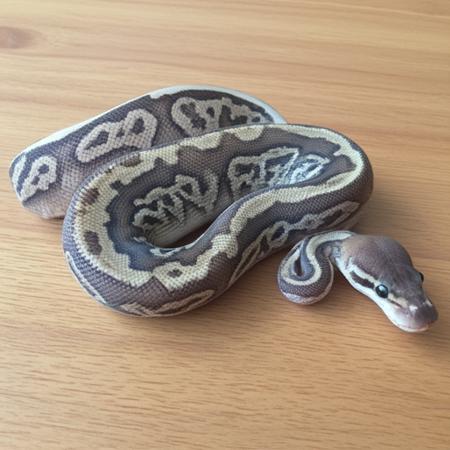 Ball Python Encyclopedia - Over 4800 Morphs