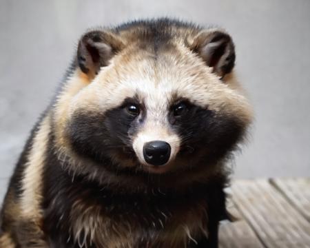 Raccoon_dog