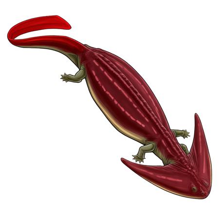 Diplocaulus