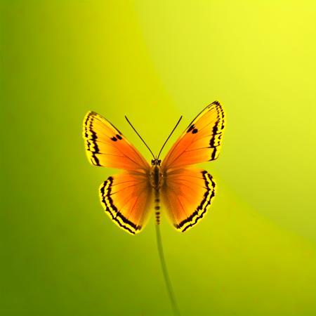 baobao - Cute Butterfly版本baobao - Cute Butterfly (ID: 399499)