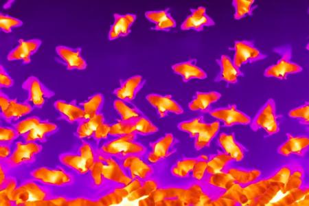 Thermal Vision