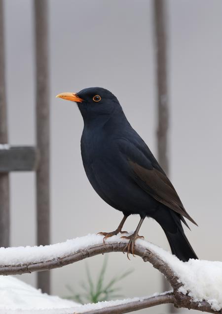 eurasian blackbird
