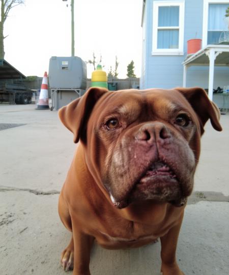 DJZ Big Doggo