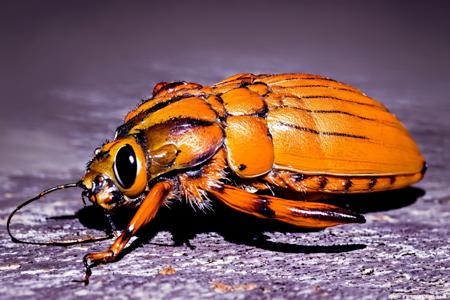 EdobBugs