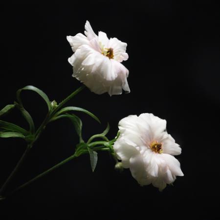 shuanghua