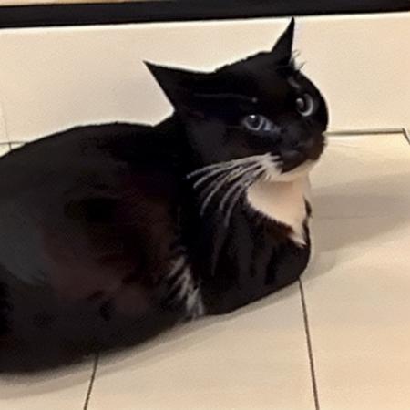 Maxwell the Cat
