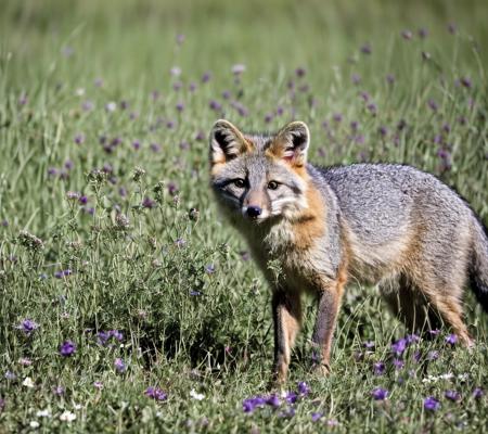 Gray fox (Urocyon cinereoargenteus)