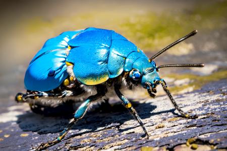 EdobBugs