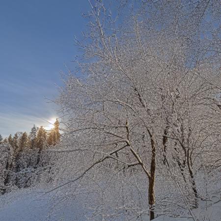 WinterForestPath
