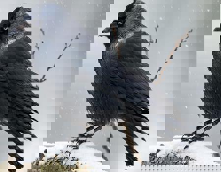 Western jackdaw [multi model]