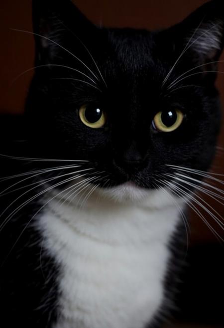 black cat
