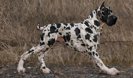 great_dane_dog