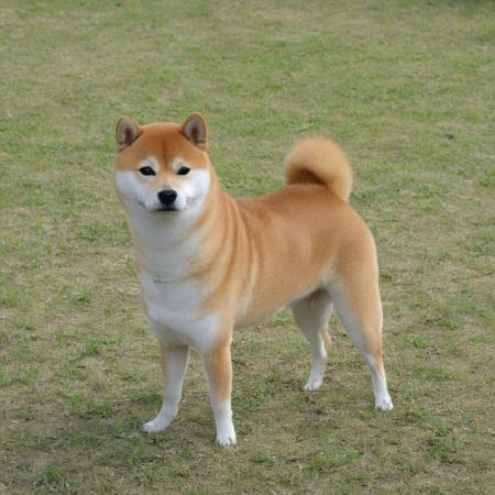 sdxl-pet-diffusersV1版本v1.0 (ID: 170794)