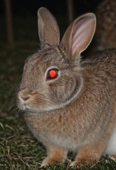 Tapetum Lucidum - Realistic Glowing Eyes (Flux/SDXL)