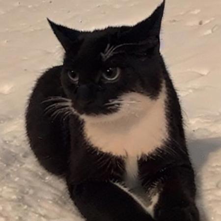 Maxwell the Cat