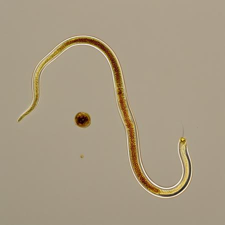caenorhabditis_elegans