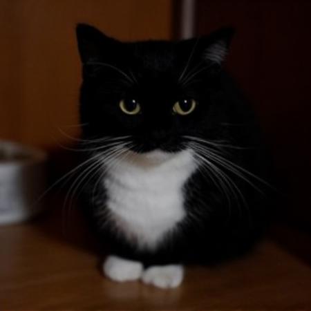 black cat版本Maxwell the Cat (ID: 934730)