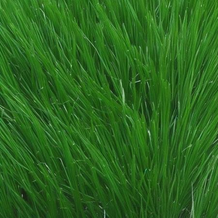Grass texture