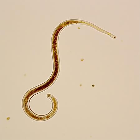 caenorhabditis_elegans