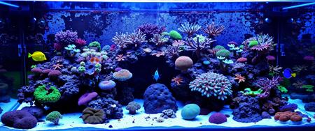 Saltwater Reef Tank