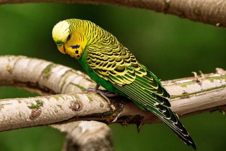 EdobBudgies