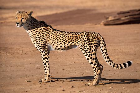 EdobCheetah