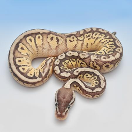 Ball Python Encyclopedia - Over 4800 Morphs