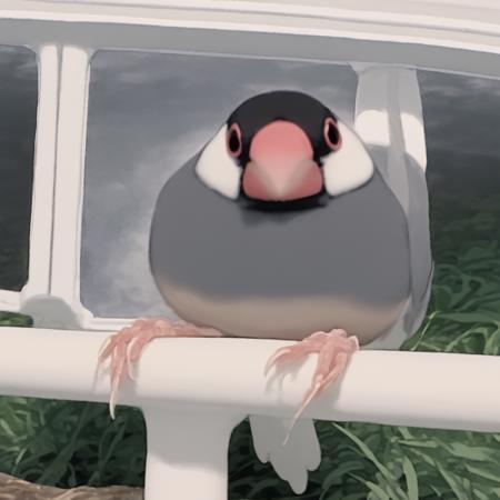 Animal: Lonchura Oryzivora (Java Sparrow)版本v1.0 (ID: 663476)
