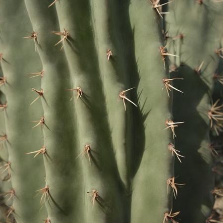 Cactus版本v1.0 (ID: 135628)