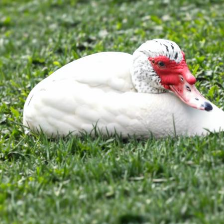 Muscovy Duck