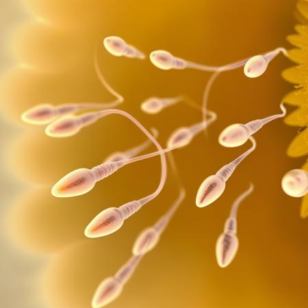 Gametes