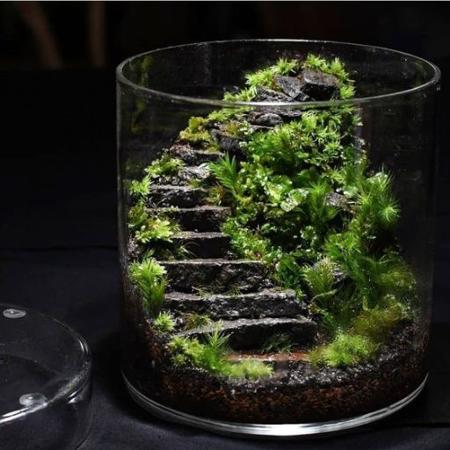 Terarium