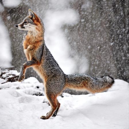 Gray fox (Urocyon cinereoargenteus)版本v1.0 (ID: 106948)