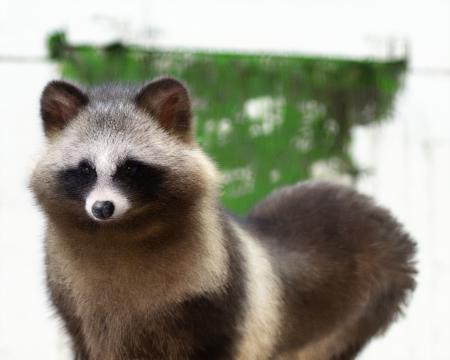 Raccoon_dog