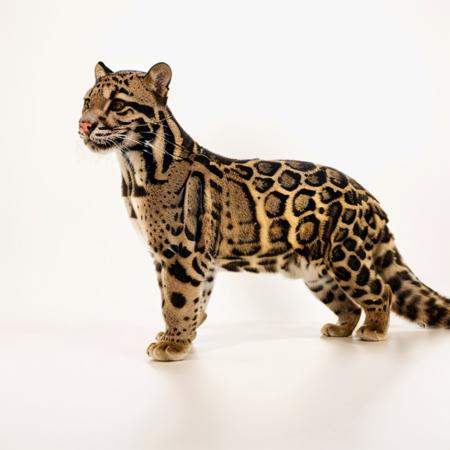Clouded Leopard