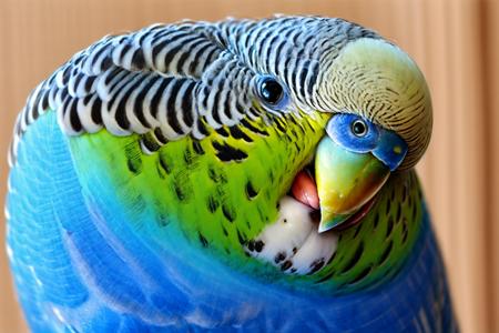 EdobBudgies