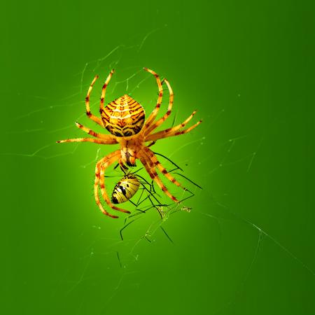 Spiders
