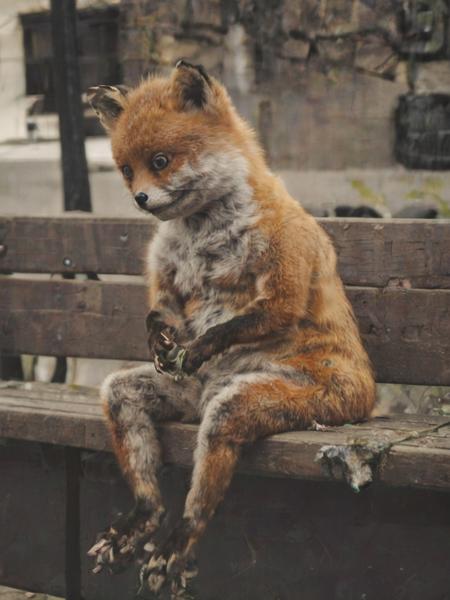 Flux.1 D / SDXL - Stoned Fox