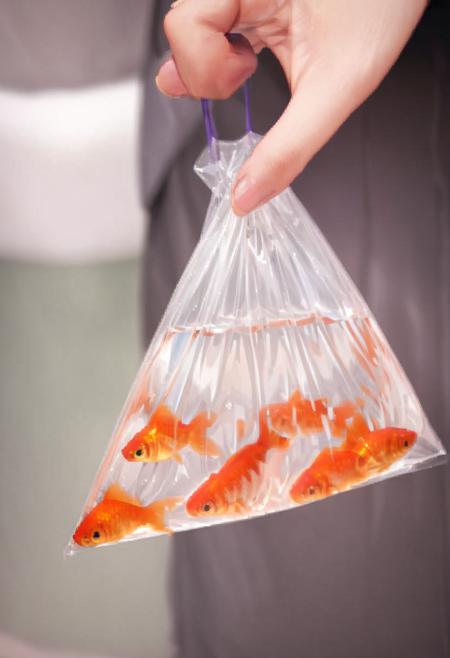 金魚袋 bagged goldfish SDXL