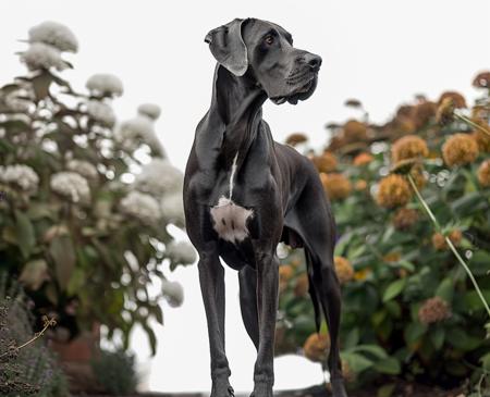 Great Dane (Pony-Version)版本Great Dane (ID: 461017)