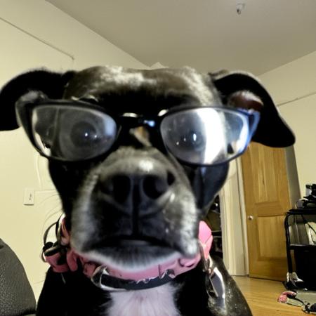 Kenda Dog版本v1.0 (ID: 373056)