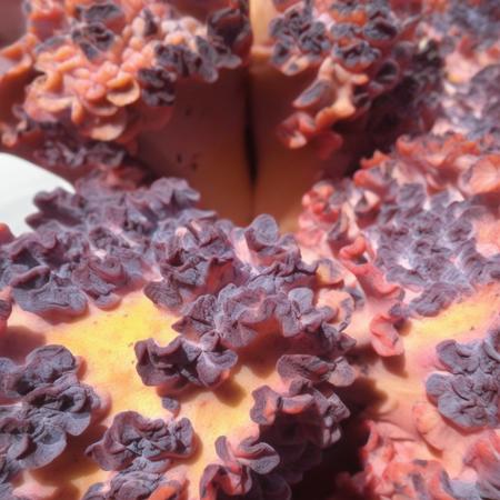 Sunburned Echeveria