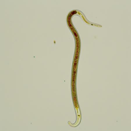 caenorhabditis_elegans