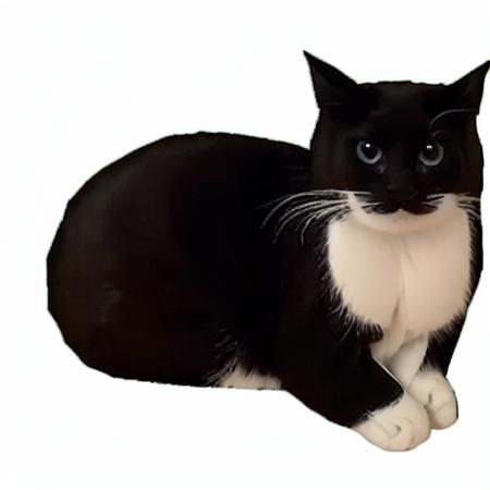 Maxwell the Cat