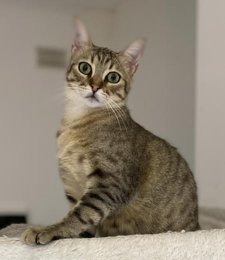 bonnie