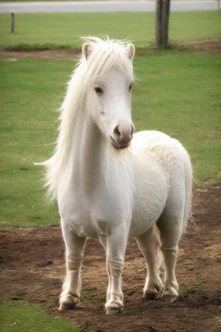 AgainPony版本v1.0 (ID: 488805)